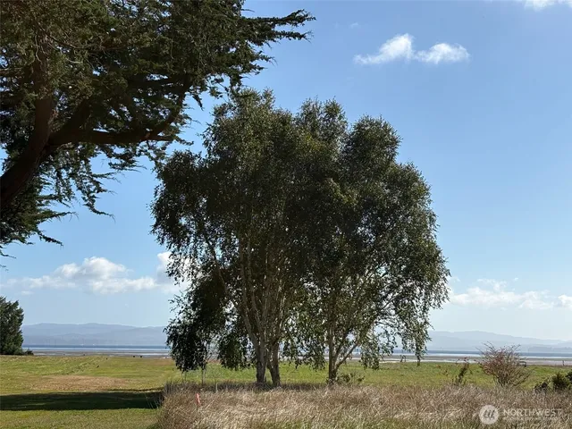 a view of a yard with large trees