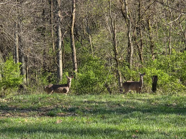 $426,000 | 18180 Boone Robinson Road, Patriot, IN 47038