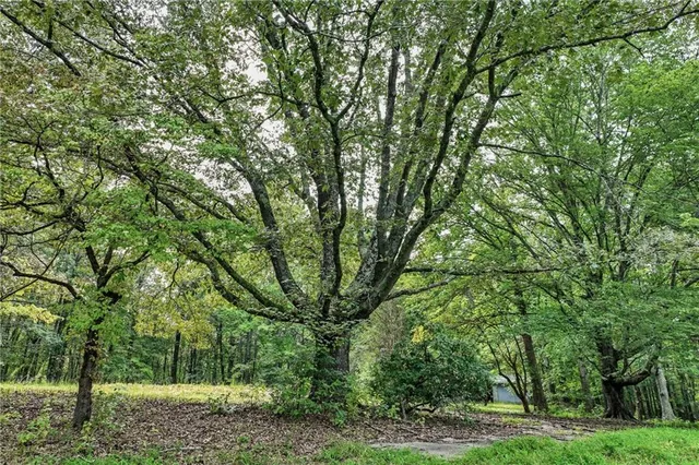 a view of a forest with lots of trees