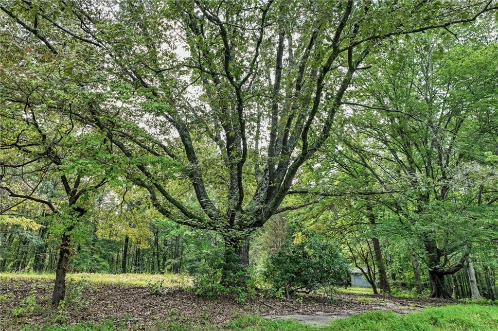 4363 Sardis Road Gainesville, GA 30506 - Photo 27 of 30 a view of a forest with lots of trees