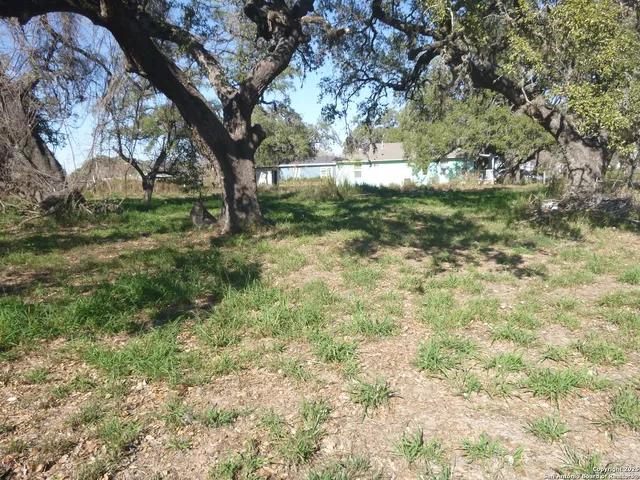 a view of backyard with tree