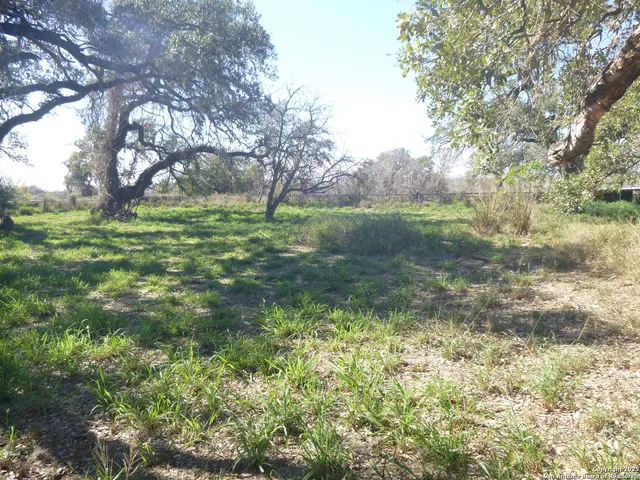 a view of a trees in a yard