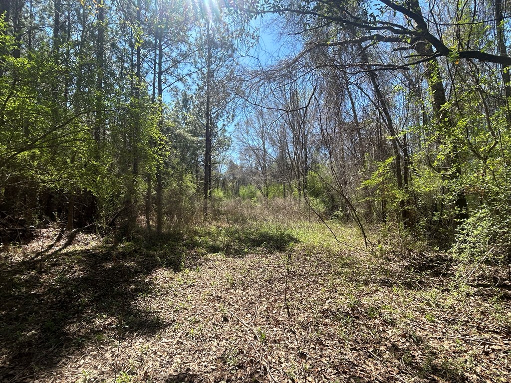 923 Lakeview Road Slocomb, AL 36375 - Photo 32 of 45