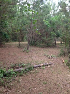 1595 County Line Road Carthage, MS 39051 - Photo 7 of 29 Photo 7