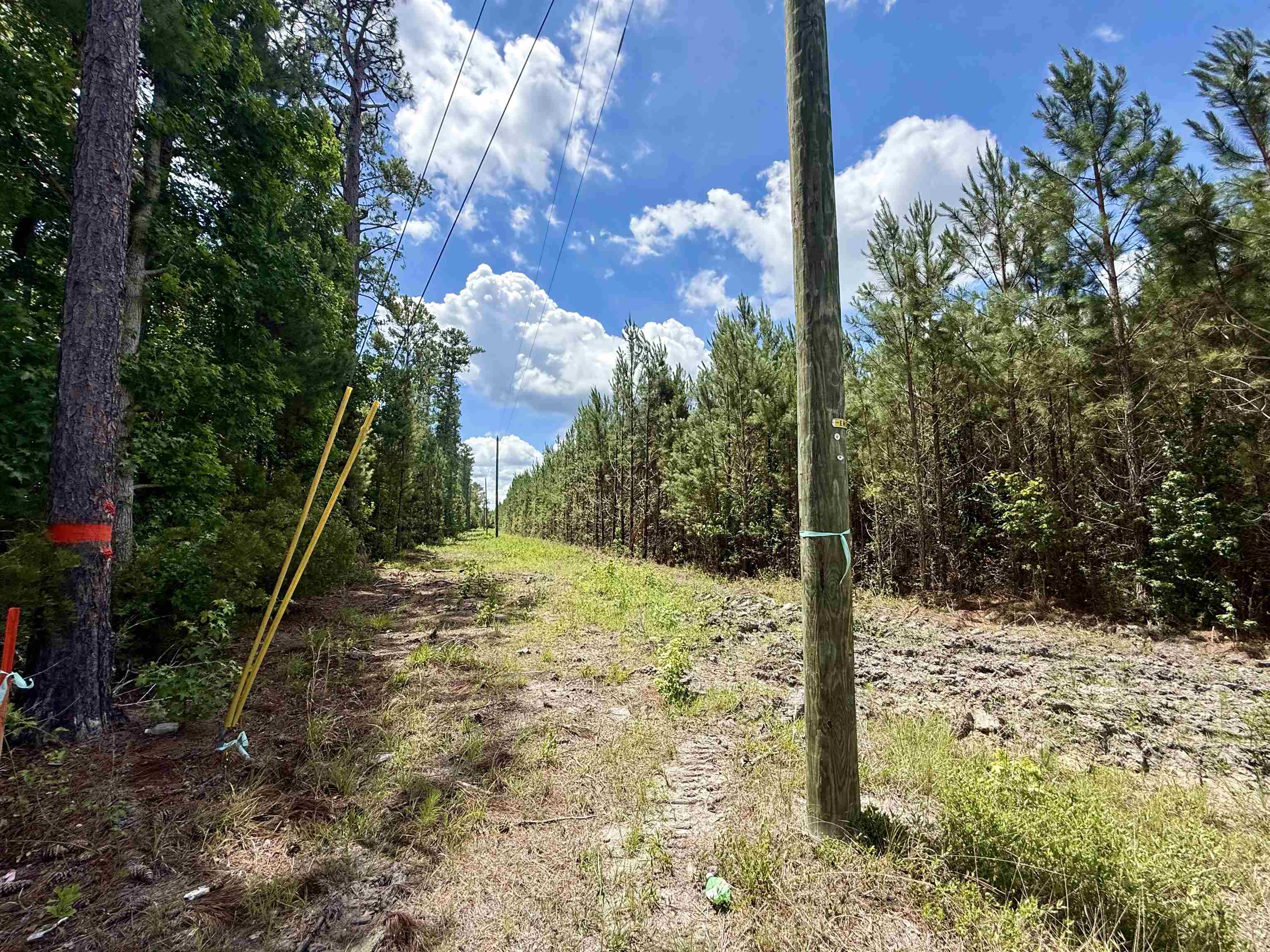 83.03-acres - Birch Creek Road Andrews, SC 29510 - Photo 17 of 25
