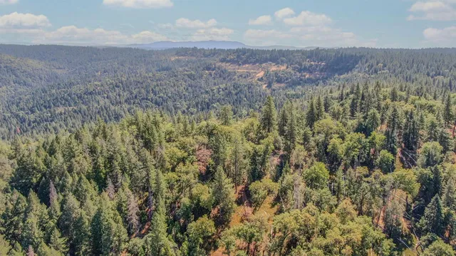 a view of a bunch of trees in a field