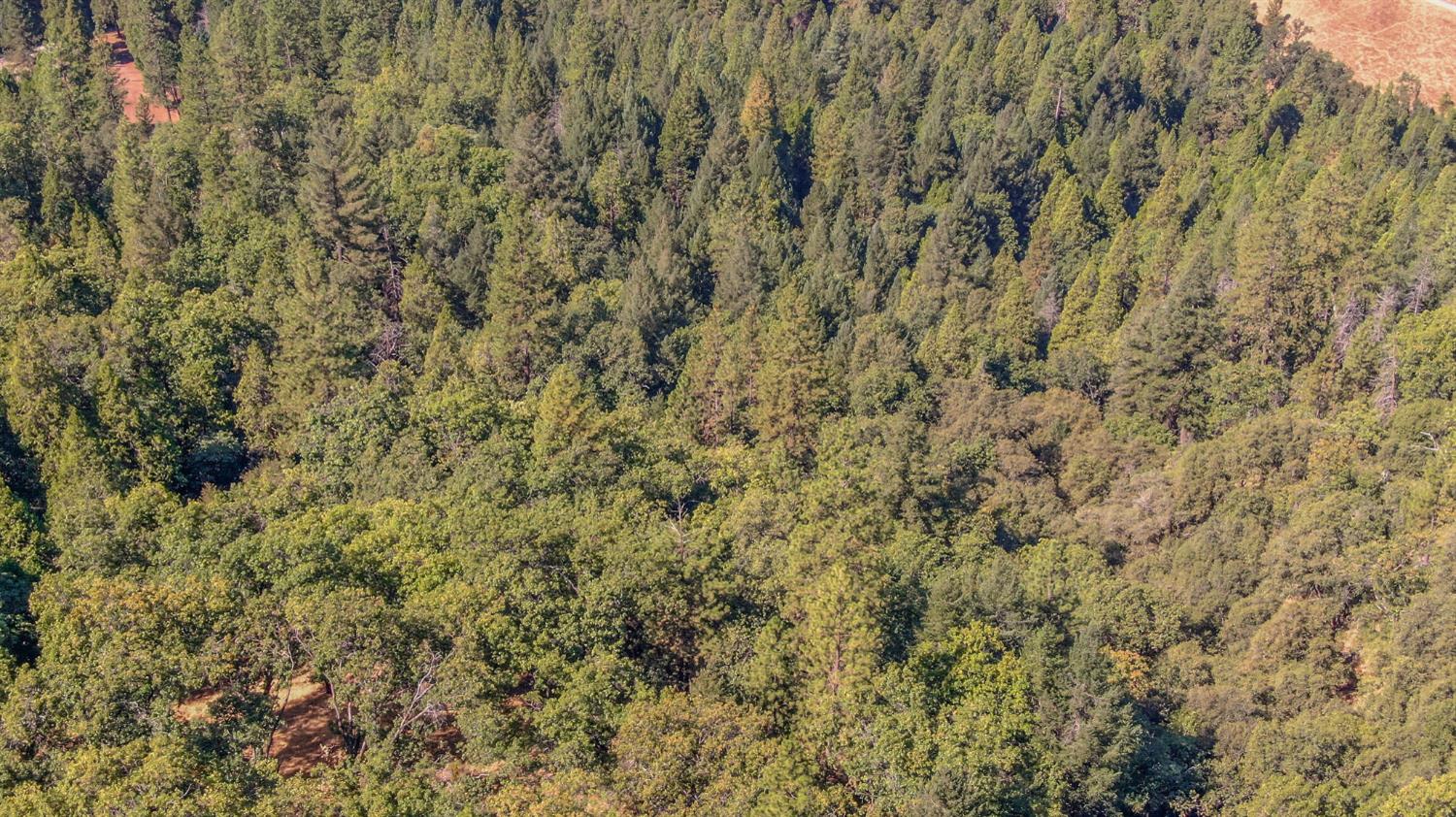 0 Old Giannini Ranch Road Volcano, CA 95689 - Photo 19 of 30 a view of a lush green field