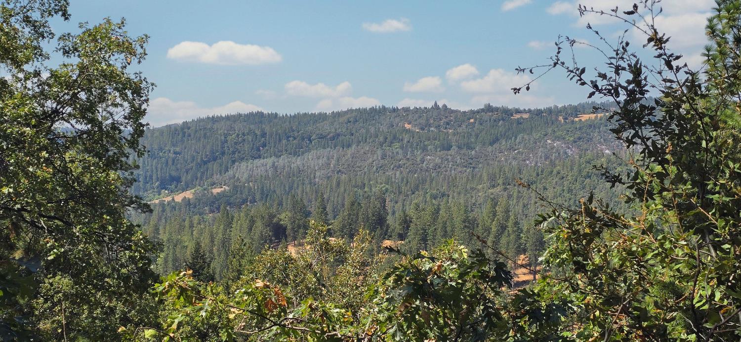 0 Old Giannini Ranch Road Volcano, CA 95689 - Photo 2 of 30 a view of a bunch of flowers and trees