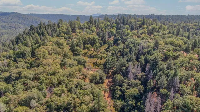 a view of a bunch of trees in a field