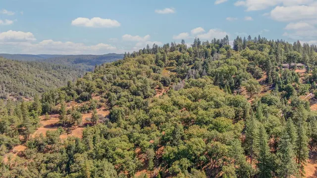 a plant that is in middle of the green field