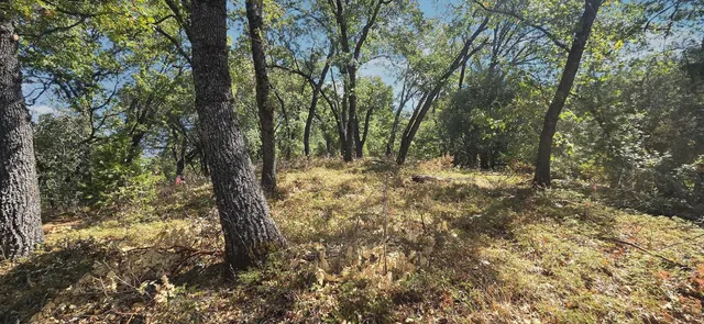 a view of a trees in a yard