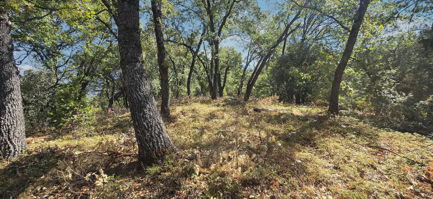 0 Old Giannini Ranch Road Volcano, CA 95689 - Photo 4 of 30 a view of forest