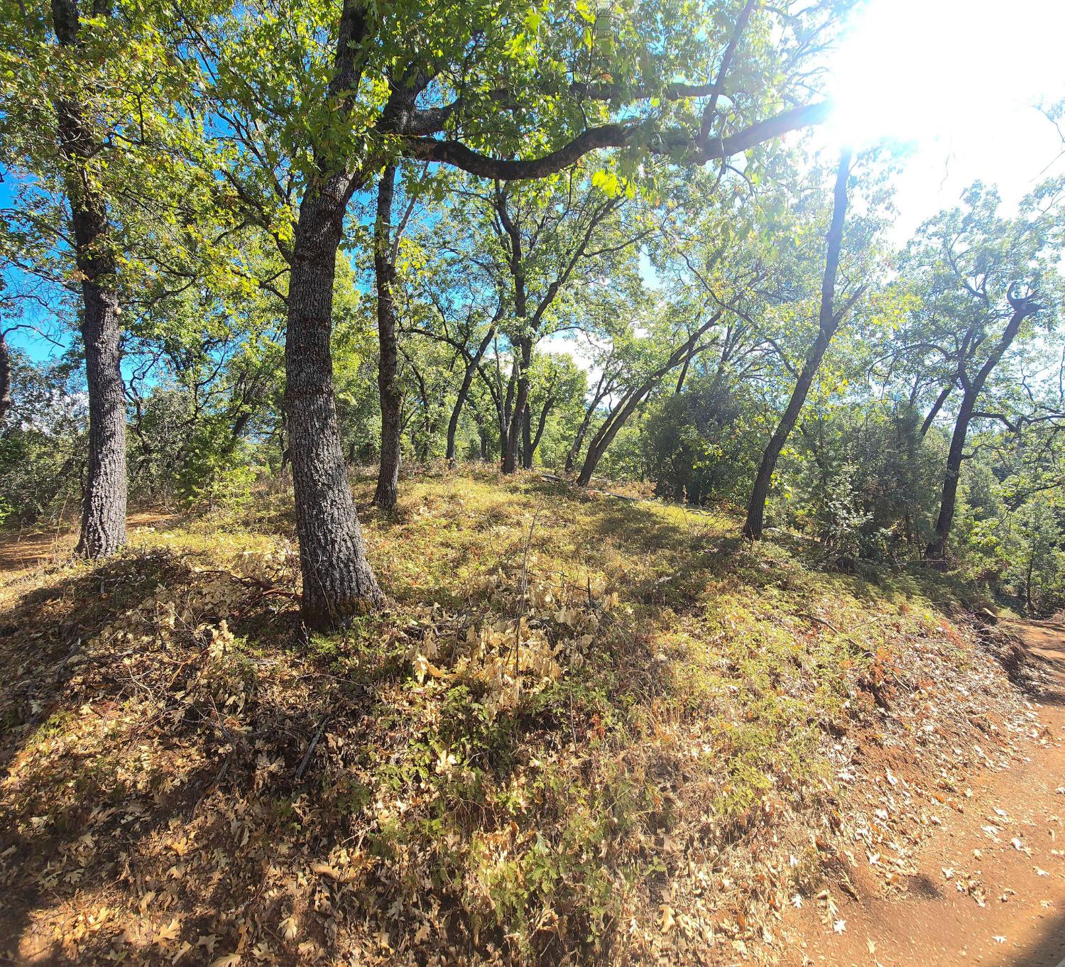 0 Old Giannini Ranch Road Volcano, CA 95689 - Photo 5 of 30 a view of a trees in a yard