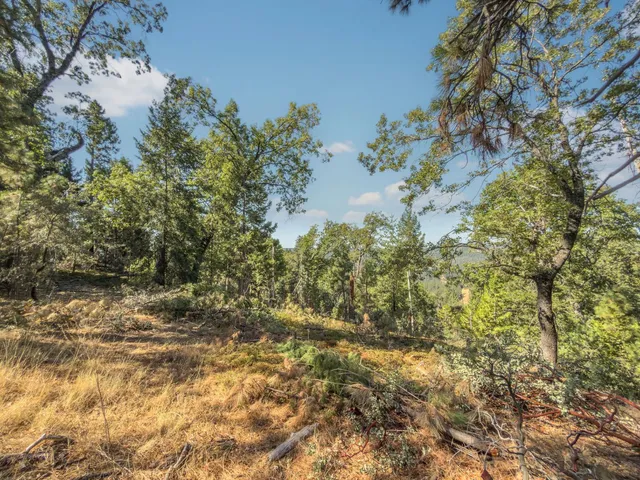 a view of a bunch of trees and bushes