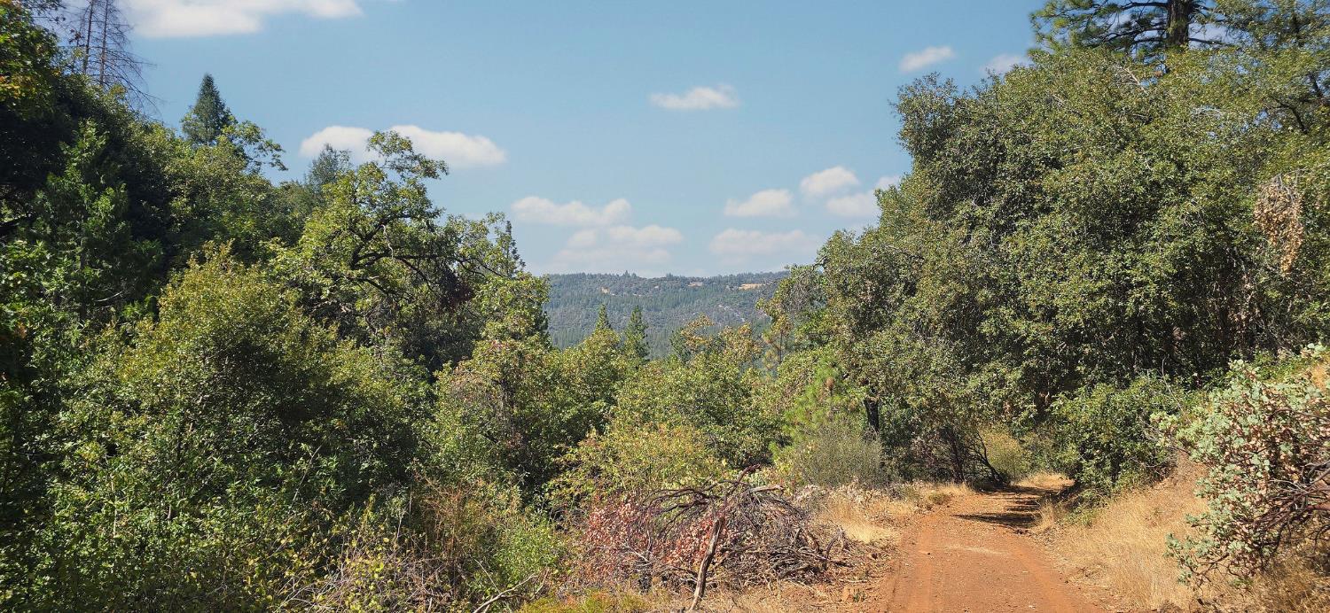 0 Old Giannini Ranch Road Volcano, CA 95689 - Photo 8 of 30 a view of a bunch of trees and bushes
