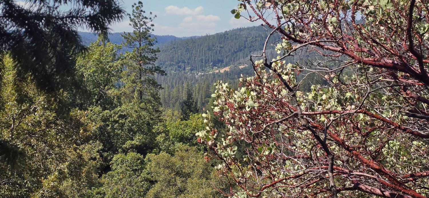 0 Old Giannini Ranch Road Volcano, CA 95689 - Photo 9 of 30 a view of a tree in a forest