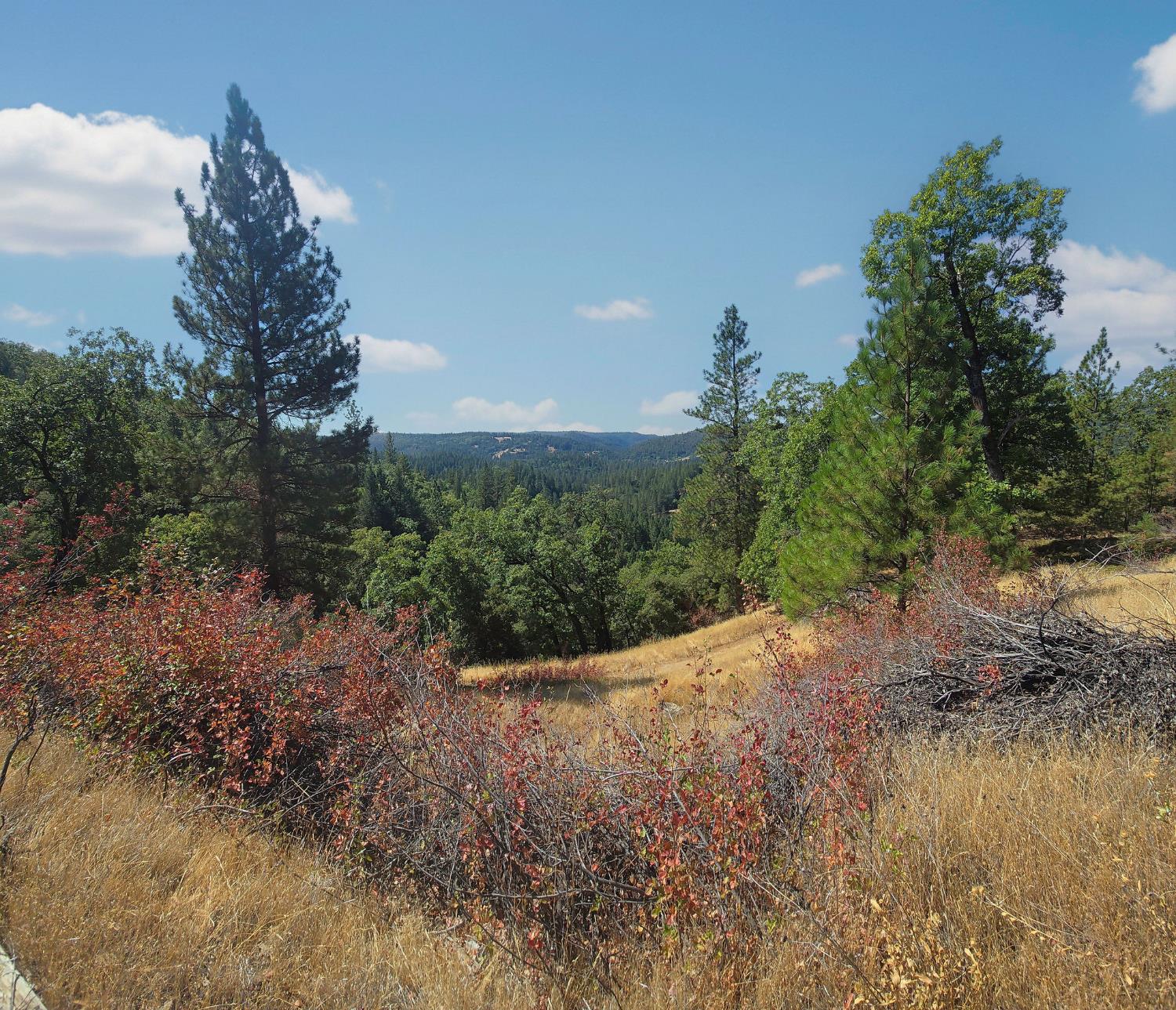 0 Old Giannini Ranch Road Volcano, CA 95689 - Photo 10 of 30 a view of a forest filled with trees