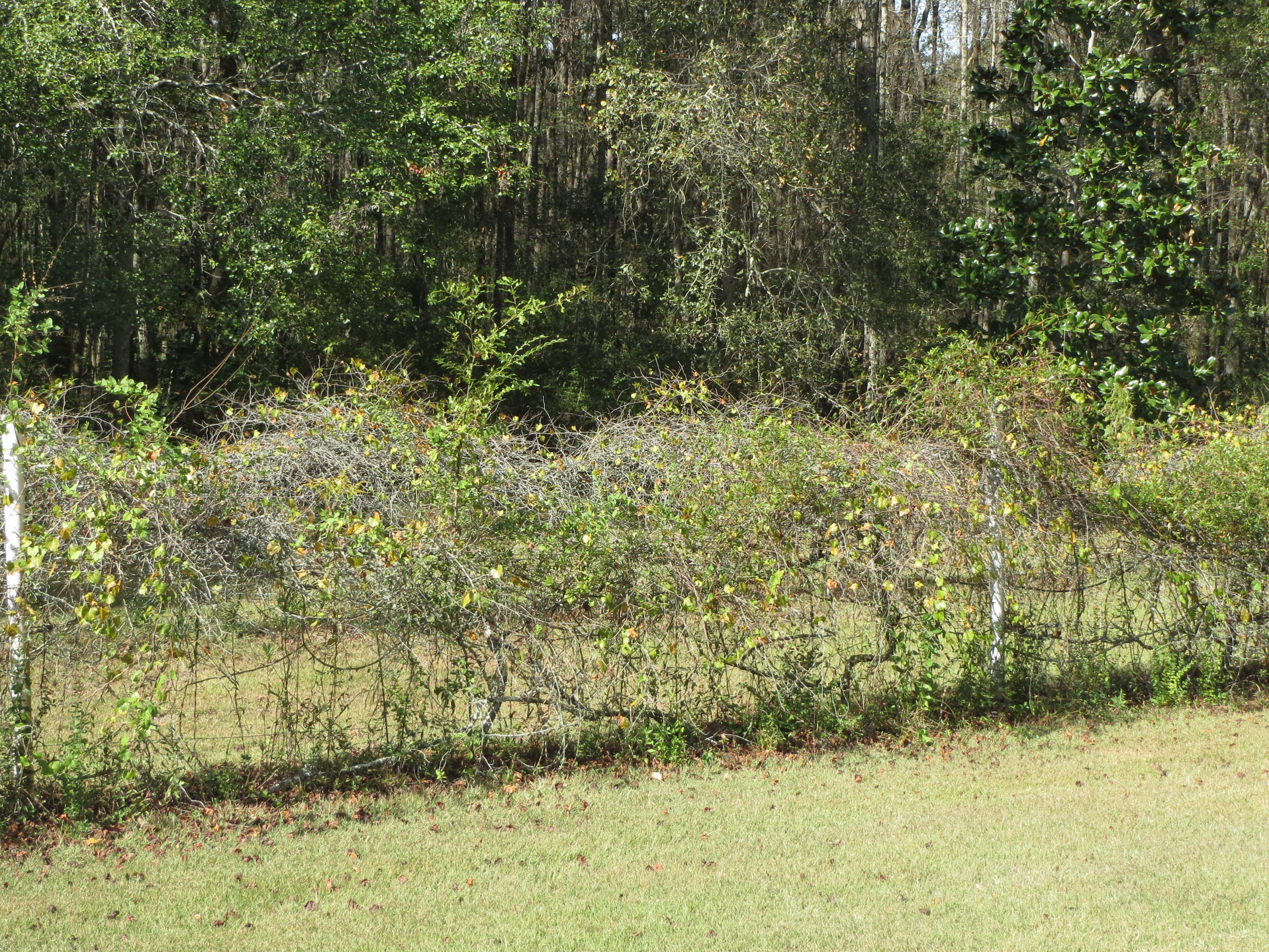 932 Tri County Road Graceville, FL 32440 - Photo 22 of 40 a view of a yard