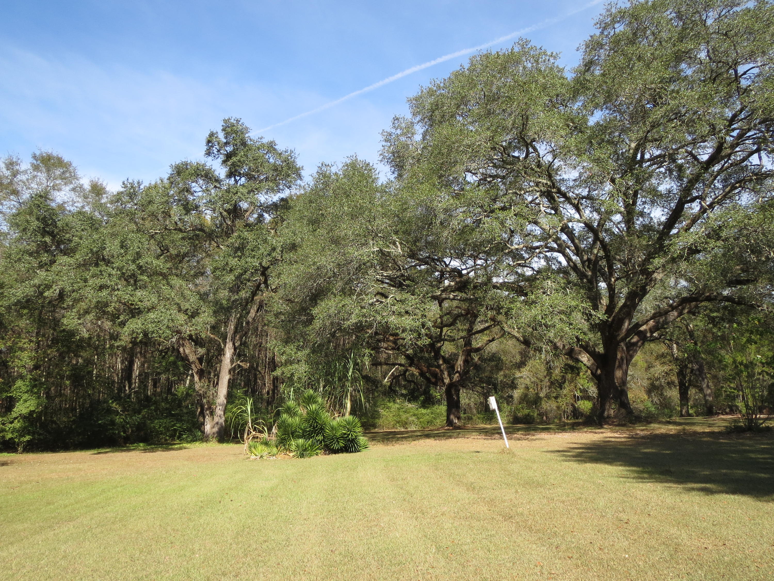 932 Tri County Road Graceville, FL 32440 - Photo 36 of 40 a view of a yard with a tree