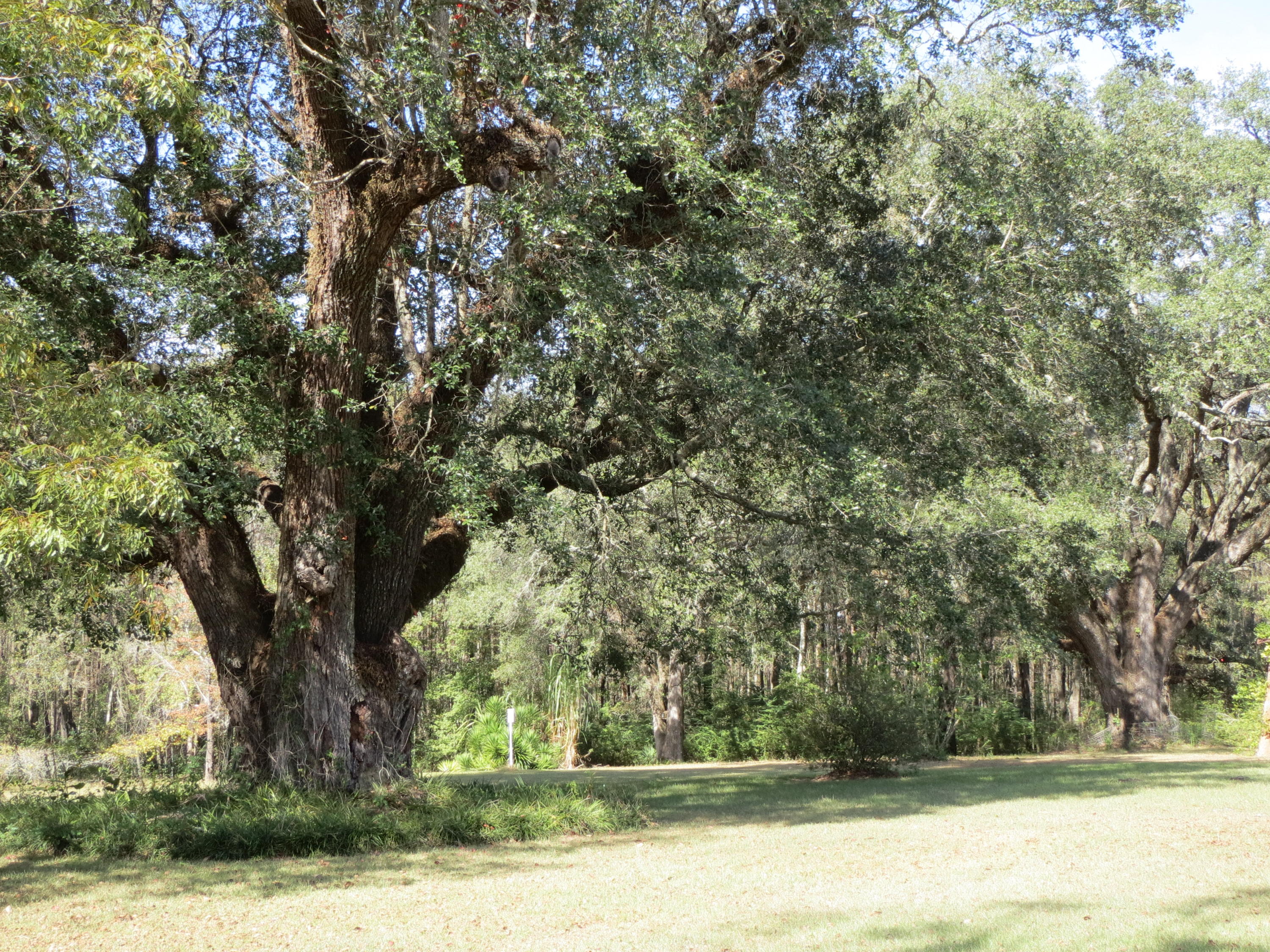 932 Tri County Road Graceville, FL 32440 - Photo 38 of 40 a view of a yard with large trees
