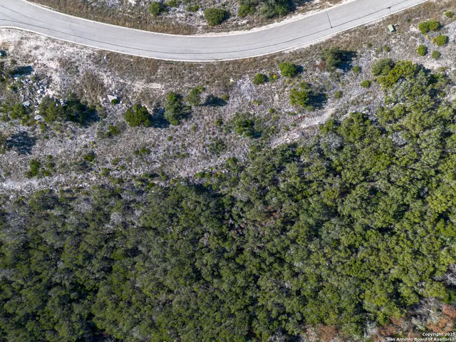 a view of a lush green forest