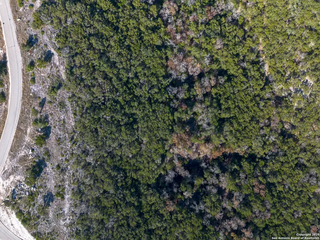 a view of a forest with a tree