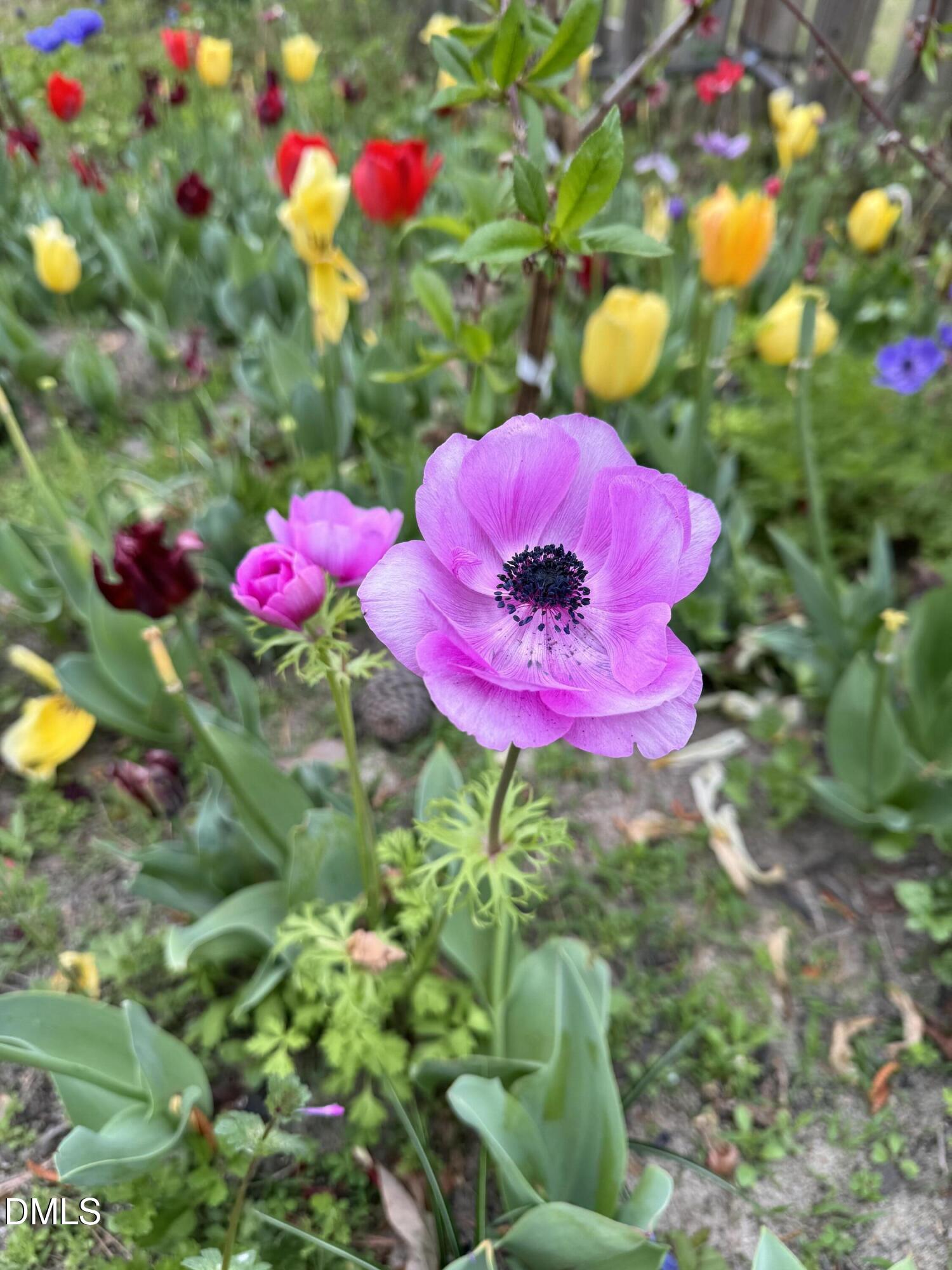 3645 Old Fairground Road Angier, NC 27501 - Photo 46 of 50 IMG_2142