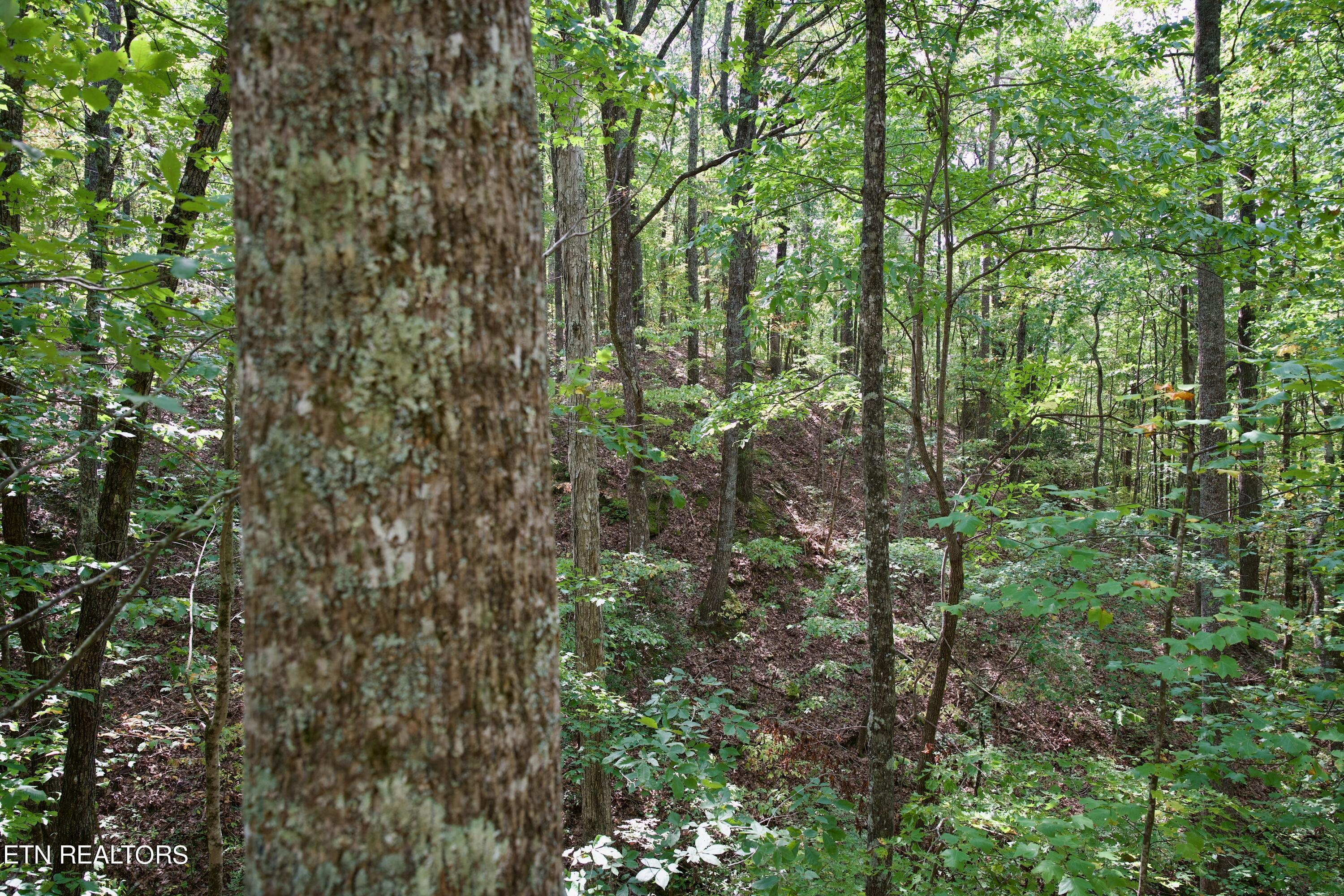Peter Cave Road Whitwell, TN 37397 - Photo 47 of 60 52