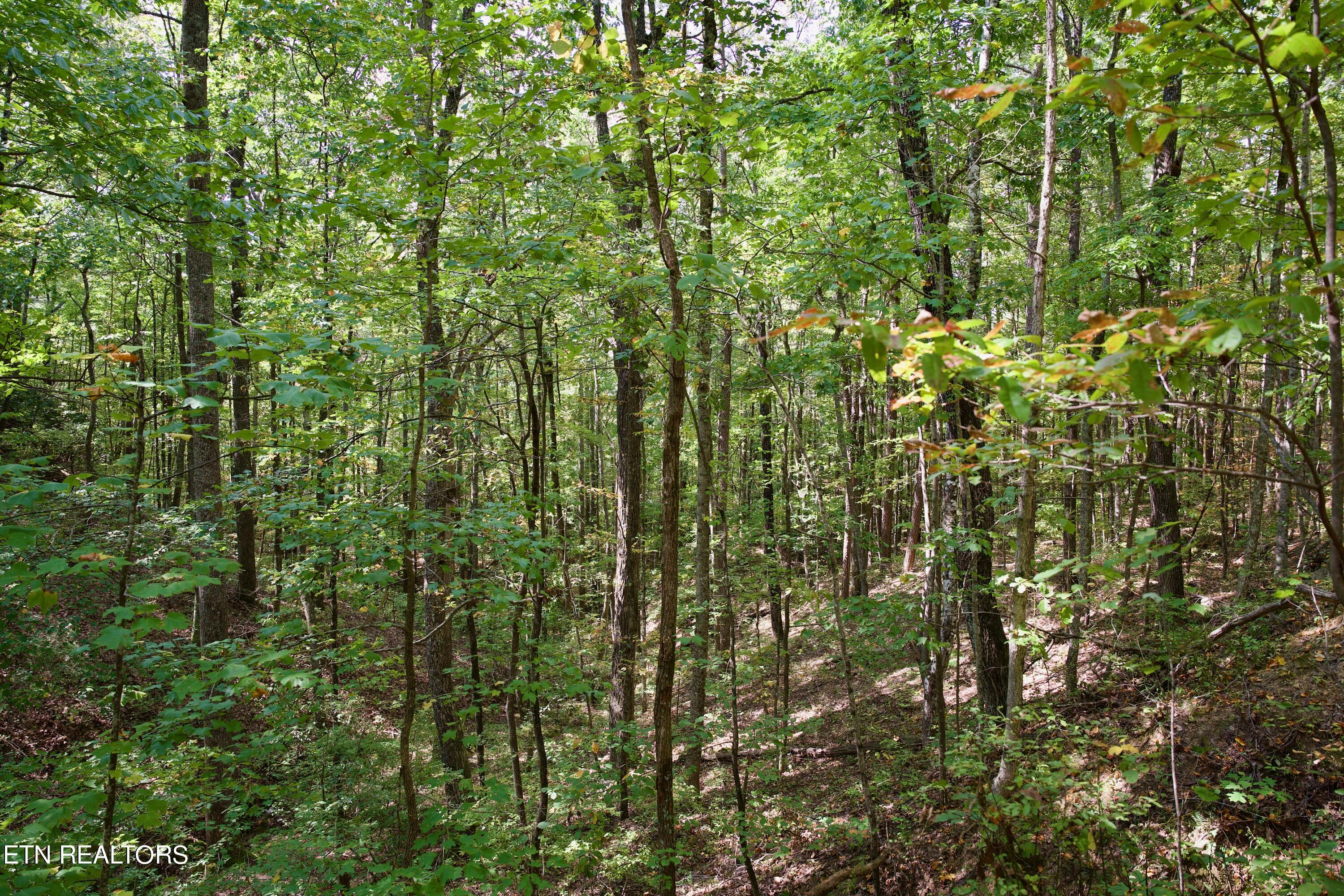 Peter Cave Road Whitwell, TN 37397 - Photo 49 of 60 54