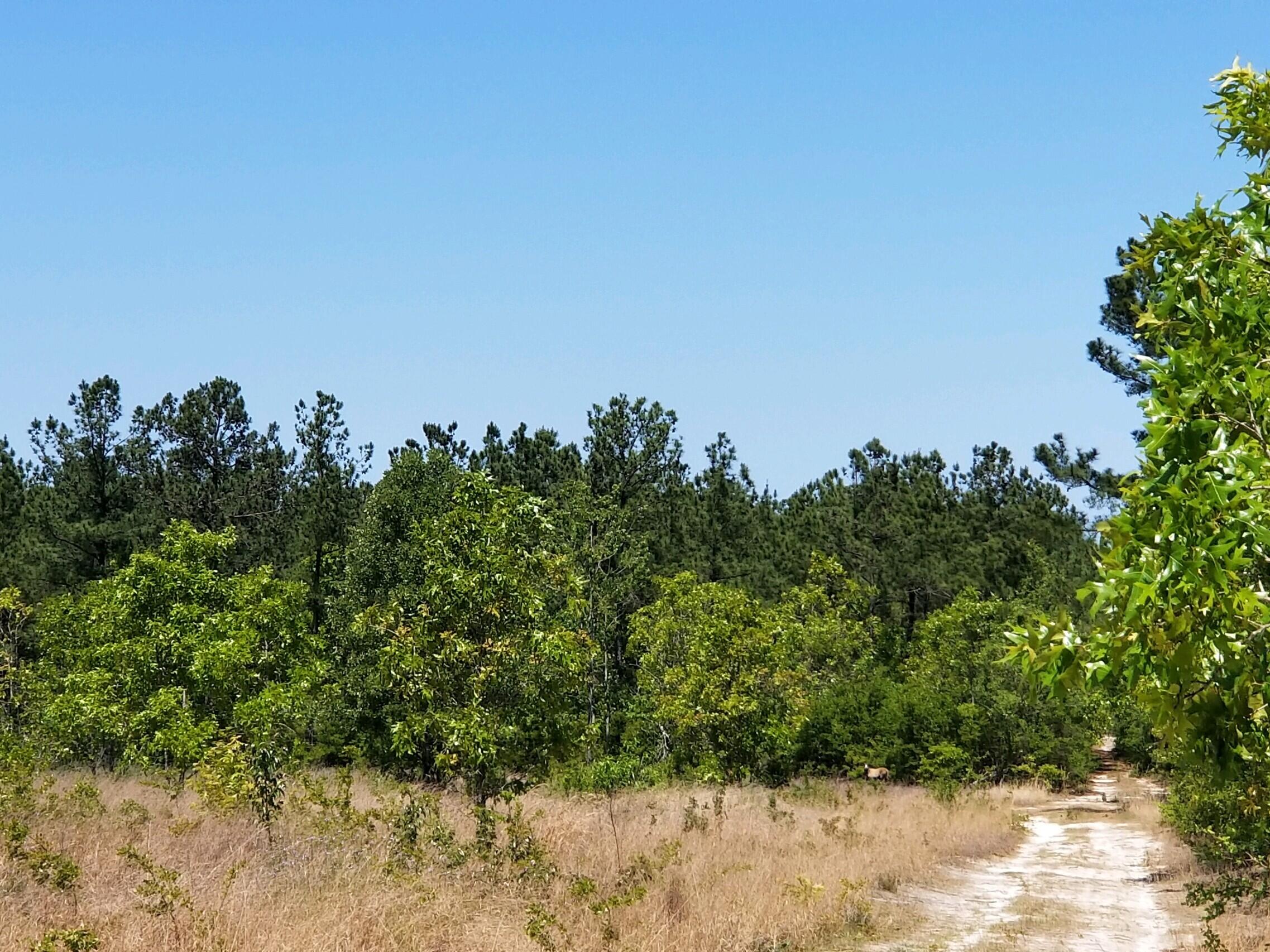 0 Apple Jack Road Batesburg, SC 29006 - Photo 1 of 1 20230418-130214