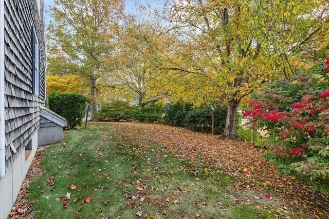 a view of a yard with plants and large trees