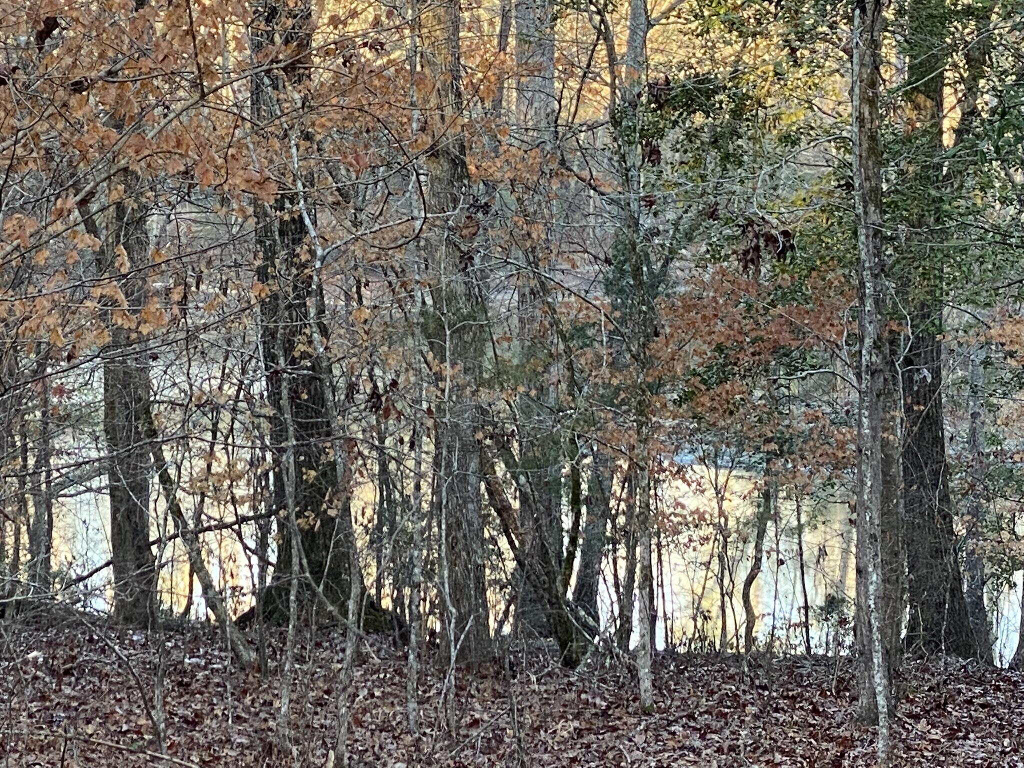 Batesburg-leesville Sc 29006 Road Leesville, SC 29070 - Photo 2 of 22