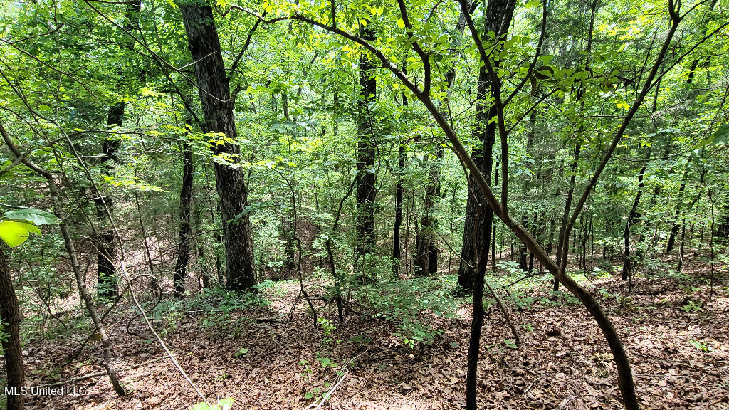 0 Rowsey Road Water Valley, MS 38965 - Photo 10 of 21 11