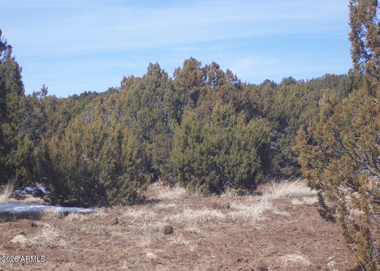 43 County Road Concho, AZ 85924 - Photo 5 of 8 a view of a dry yard with mountain and trees in the background
