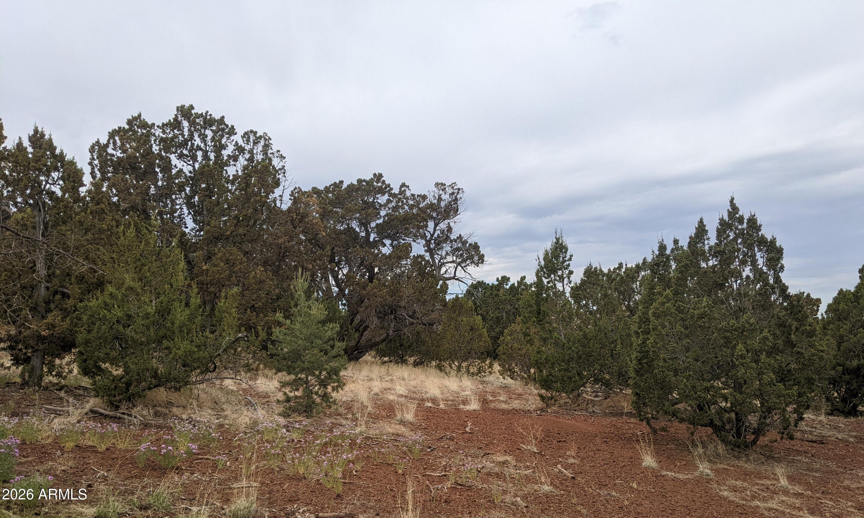 43 County Road Concho, AZ 85924 - Photo 6 of 8 a view of a forest with trees in the background