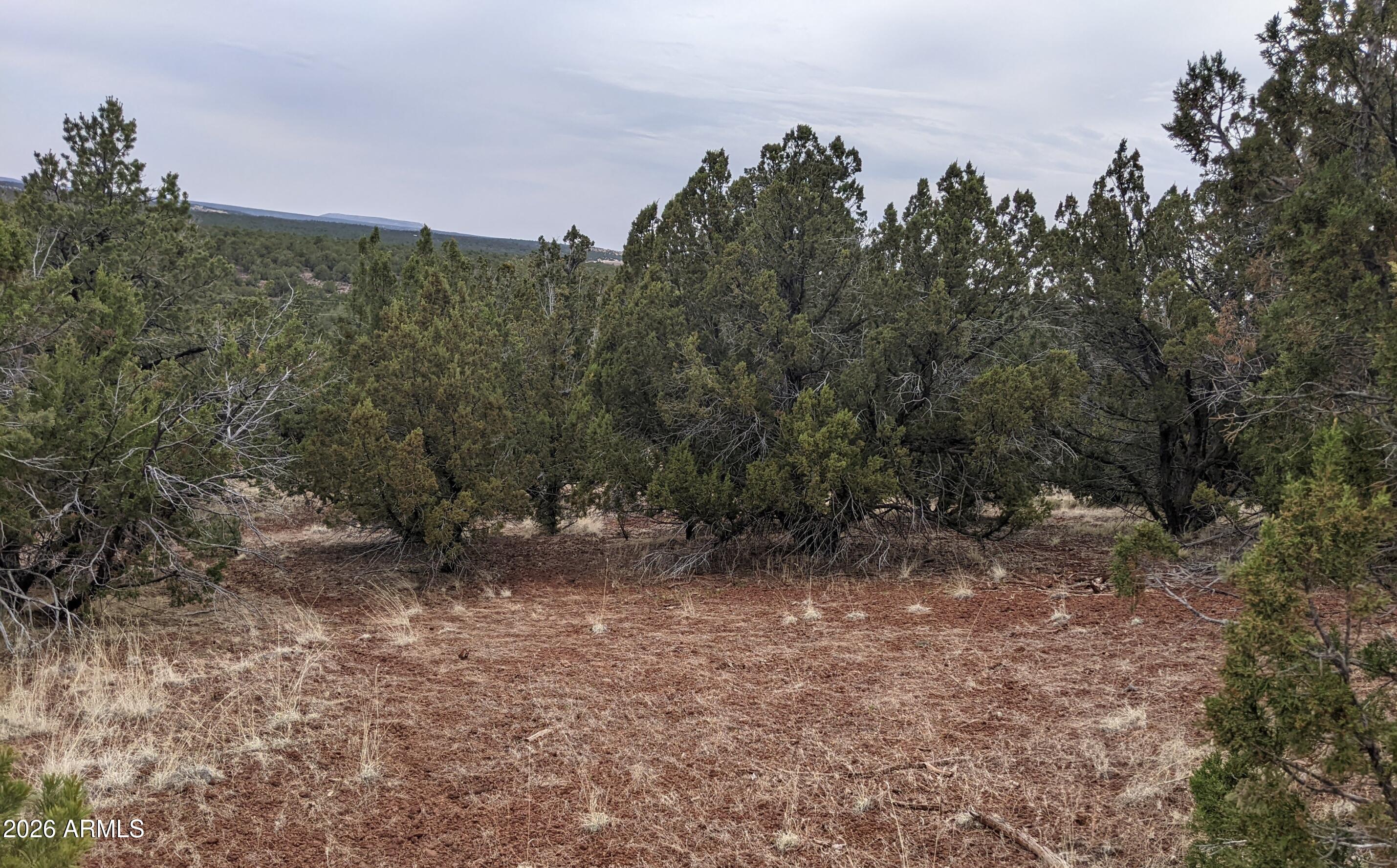 43 County Road Concho, AZ 85924 - Photo 7 of 8 a view of a dry yard with trees in the background
