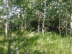 29 Mid Greenway Road Manistee, MI 49660 - Photo 1 of 3 Primary Photo