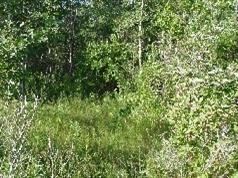 29 Mid Greenway Road Manistee, MI 49660 - Photo 3 of 3 Additional Photo