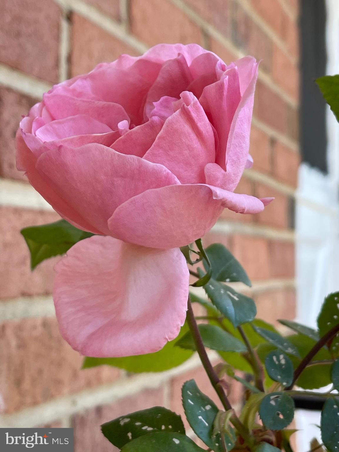 7411 Northrop Road Alexandria, VA 22306 - Photo 11 of 75 Gallery Image 11
