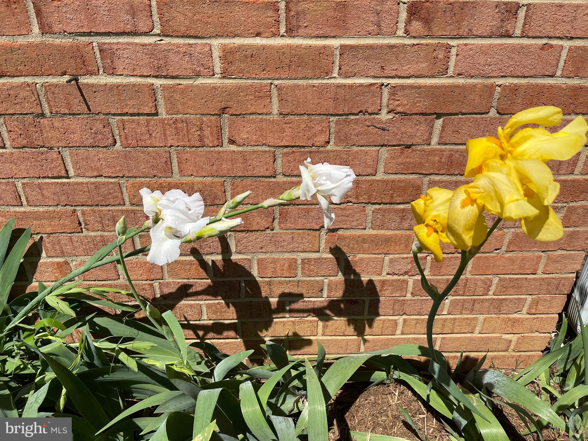 7411 Northrop Road Alexandria, VA 22306 - Photo 63 of 75 Gallery Image 63