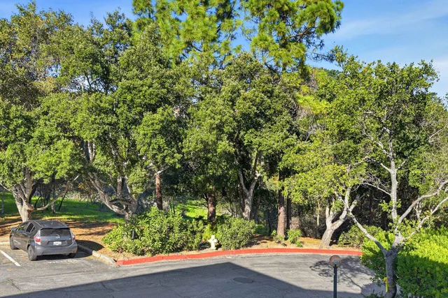 a view of a yard with plants and trees