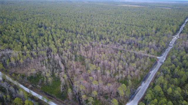 a view of a forest with a tree in the background