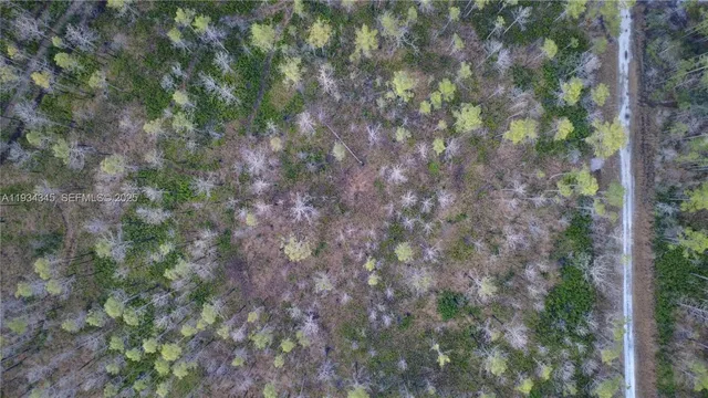 a view of a forest with lots of trees