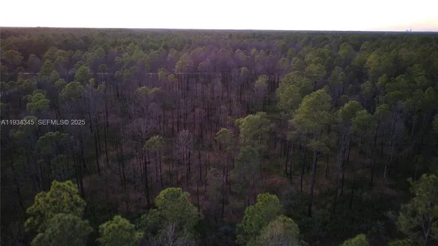 a view of a bunch of trees and bushes