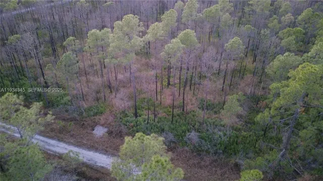 a view of a yard with plants and large trees