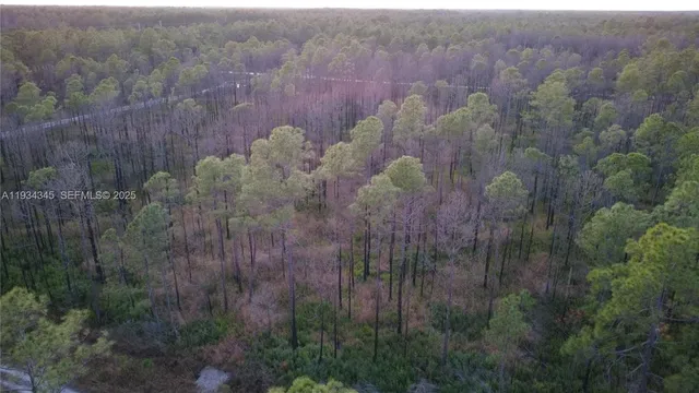 a view of a forest with a forest