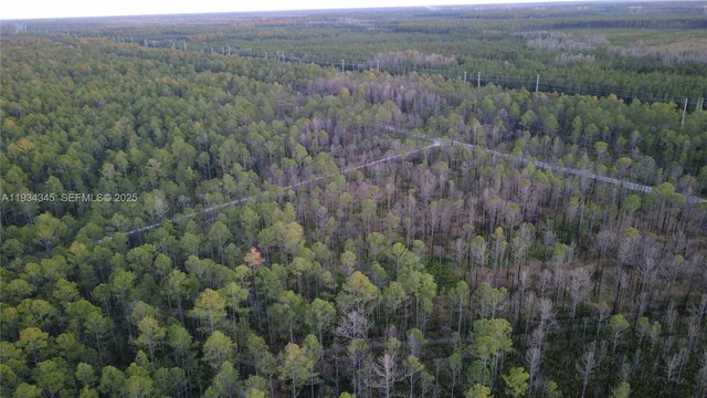 a view of a lush green forest with trees and some houses