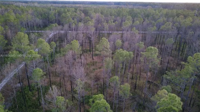 a view of a trees in a forest