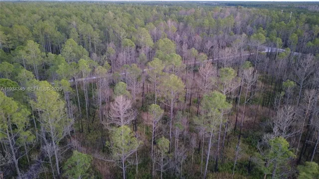 a view of a forest with a tree