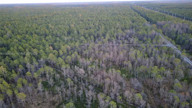 a view of a lush green forest with lush green forest